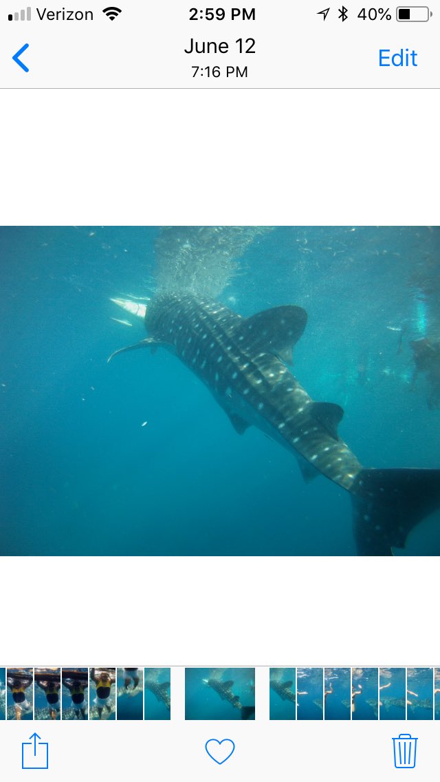 Swim with Whale Sharks @ Oslob, Philippines...check!