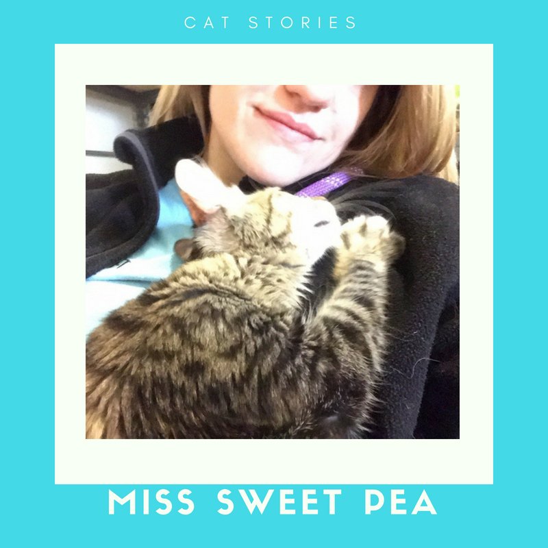 PPRCuster's tweet image. In our spotlight today is Miss Sweet Pea, She is a new addition to her forever home. Her and her sister Brittany have been providing us with endless amounts of love! We are so happy to have both of them as a part of our Pet Paradise Family! 🐱🐾😍 #catstories #catboarding