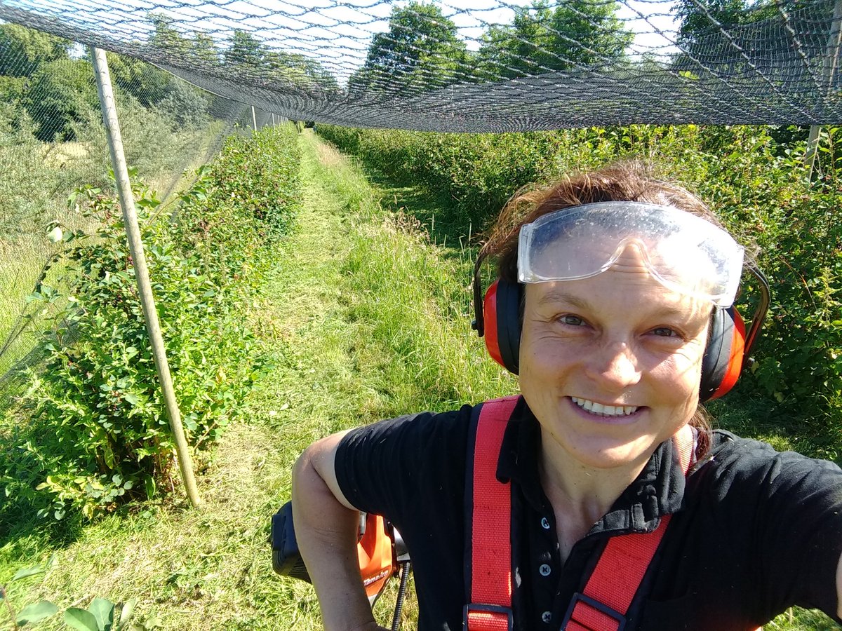 JuneberriesUK's tweet image. Hi #WorcestershireHour ! Cutting the grass under the Juneberries today. Too much competition for soil moisture this week! Juicy berries ready for #juneberryginliqueur which will be on sale this Saturday @ColwallAleHouse festival 🌞😎🍻🎪