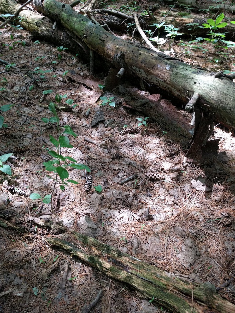verawp's tweet photo. And how dead is it? #DownedWoodyDebris #DWD #DecayClassification #whathappenswhenyoukickit #StructuralDiversity #EcoFieldCourse2018 https://t.co/NVb0Frgdul