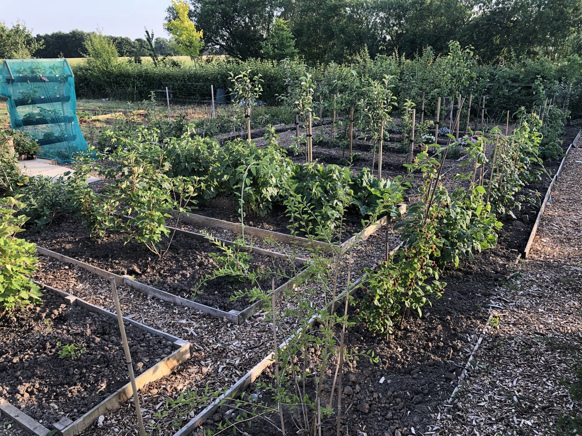 whatsonplot27's tweet photo. Current view from #plot36 harvesting has started #gyo https://t.co/STF6PqnS5E