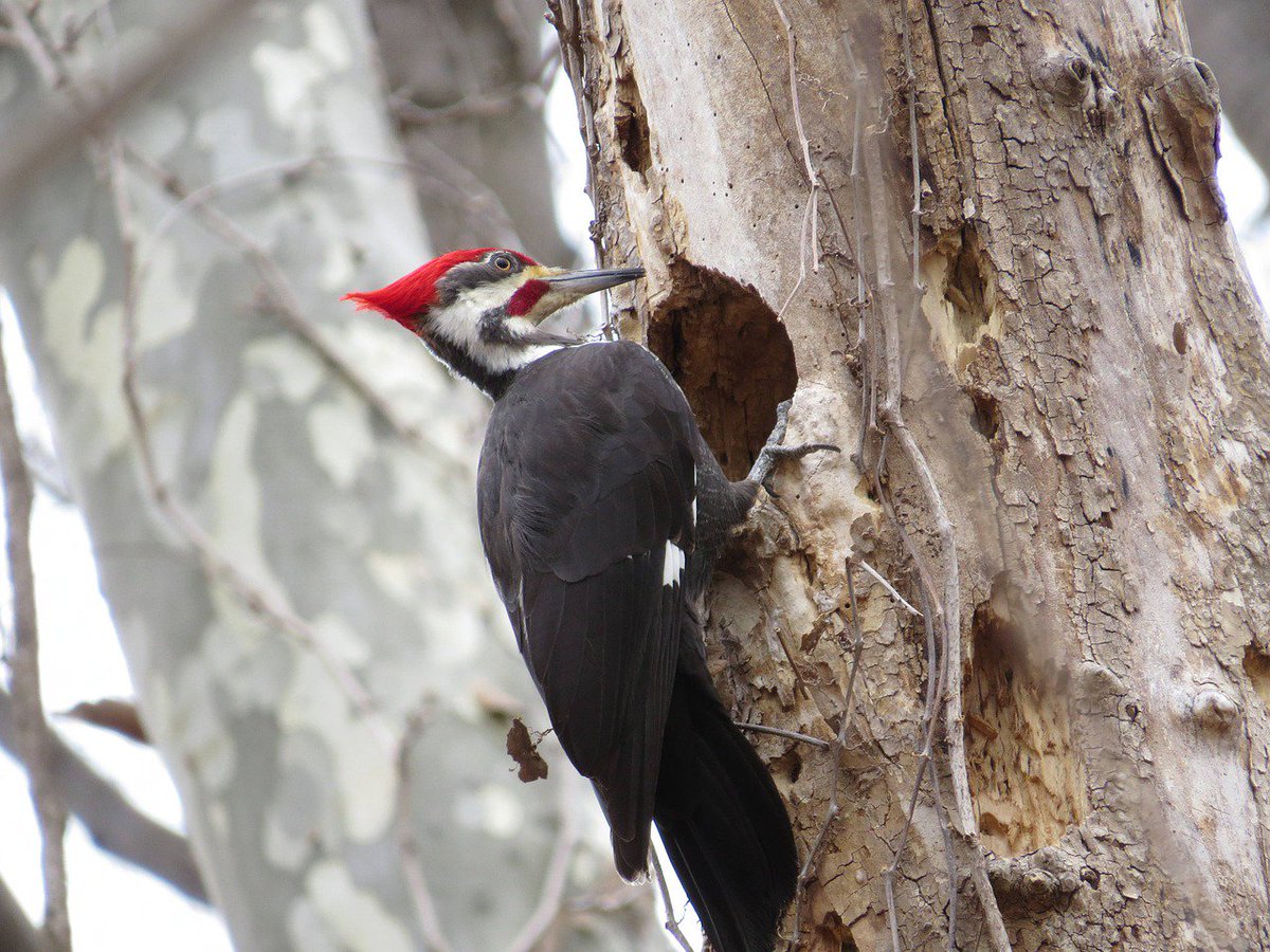 Woodpeckers can be a joy to see and hear in the outdoors. Green touch hub shares how to prevent woodpecker damage. ow.ly/ioyP30kEYD3 @Greentouchhub #woodpeckerdamage #trees