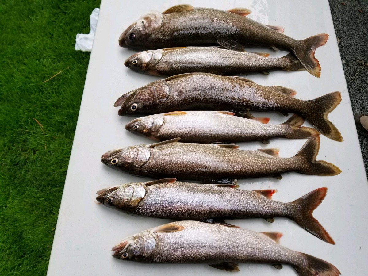 Bike Fisherman tweet media