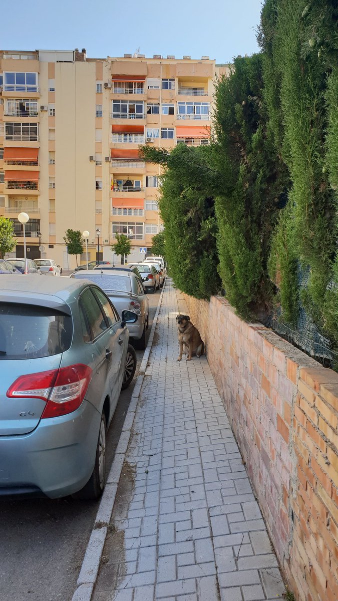 MunKi77's tweet image. Not the most accessible of footpaths #CalleSantaMonica #LosBoliches @fuengirola Someone needs to get the hedge trimmer #RubyDog