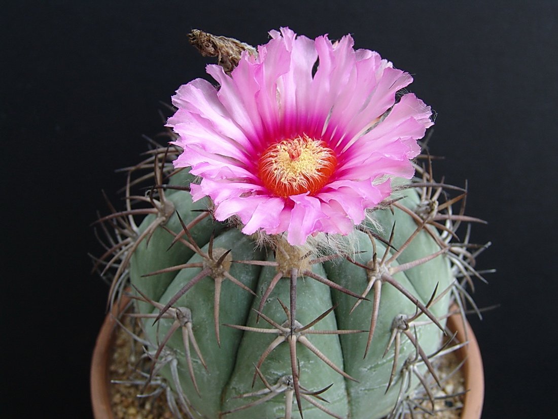 Kahnke Bros Trees (kahnkecon) Twitter