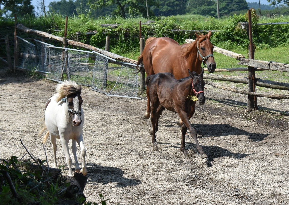 パカパカ工房 On Twitter 間もなく小倉開催 九州産馬の夏が始まり