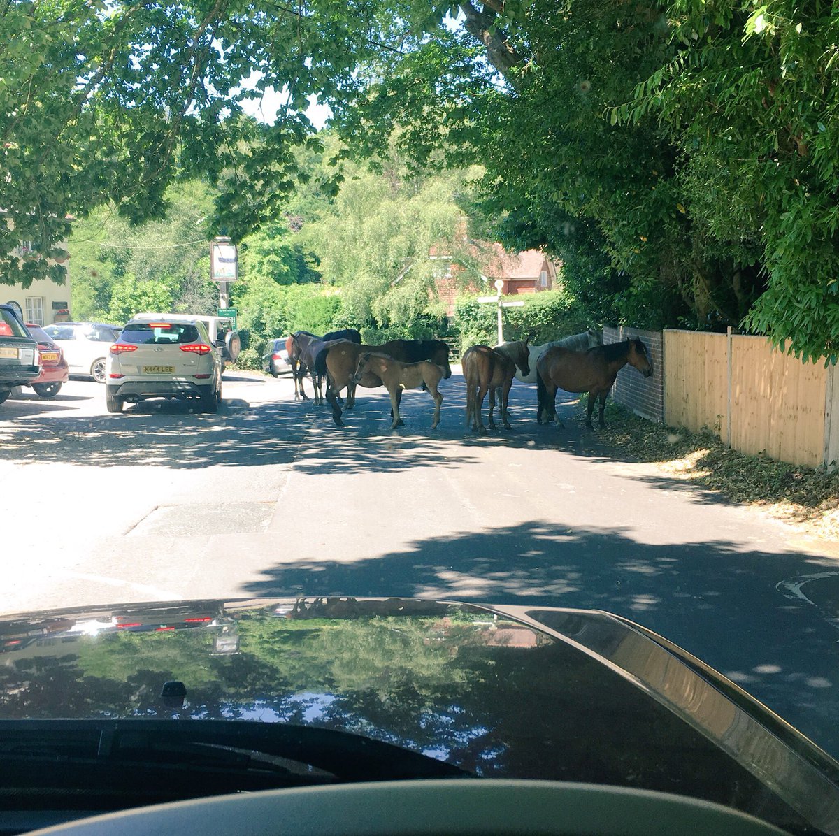 ⚠️🐴 WATCH OUT🐴⚠️

As glorious as this weather is.. our #NewForestponies will be desperate for shade so you may find them in odd places! 

🙏🏼Please take care on the roads 👀

#slowdown #add3minutes #newforest #watchoutforstock 

<a href="/NewForestNPA/">New Forest NPA</a> <a href="/Cuffnells/">Commoning Family</a> <a href="/killyourspeednf/">KillYourSpeedNotANewForestPony</a>