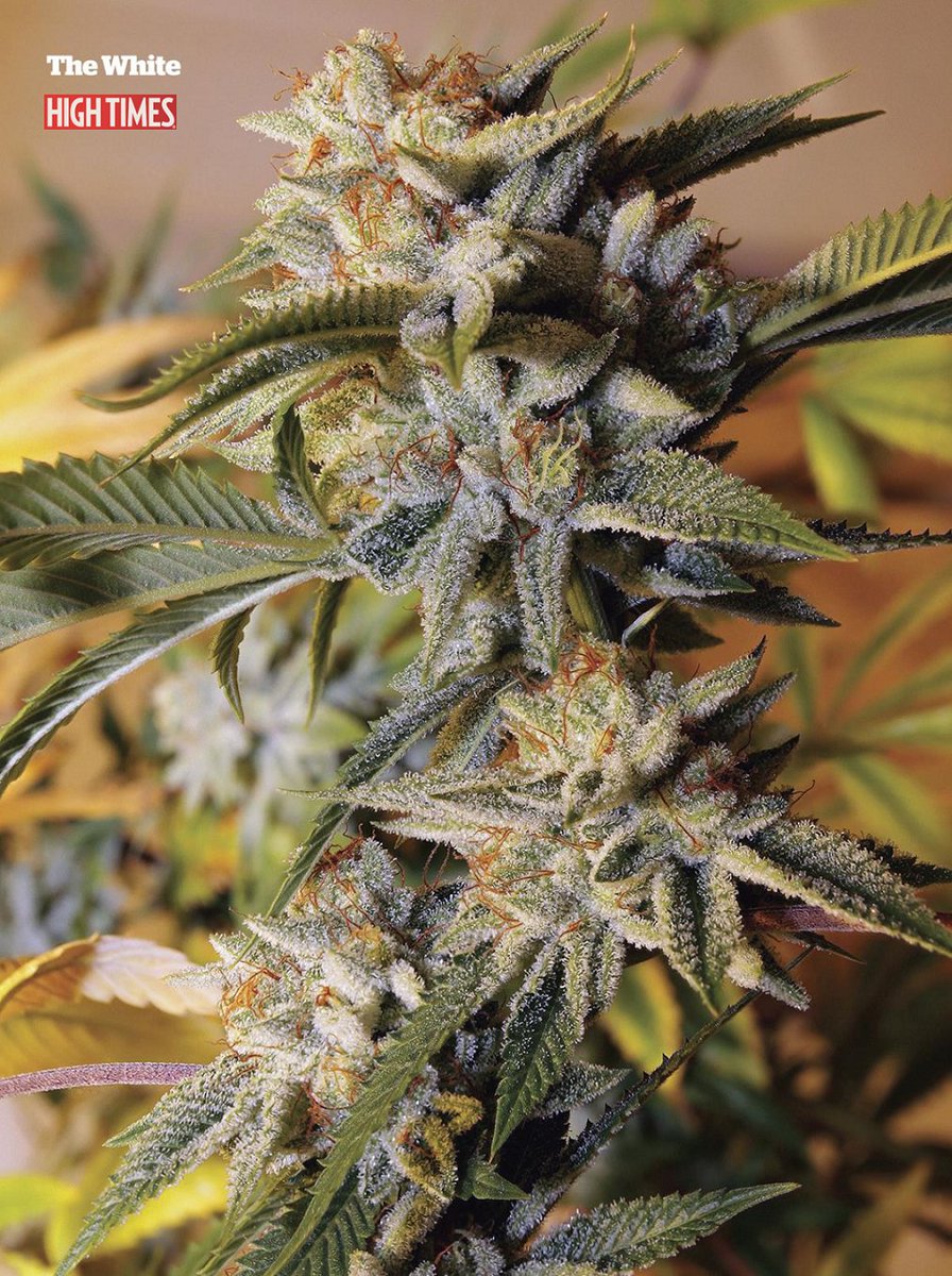 Trees Dispensary (TreesDispensary) Twitter