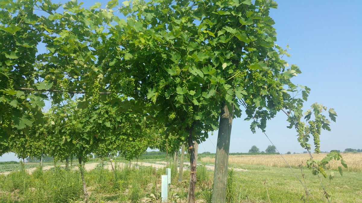 @josettasaffirio info@biopre.it con i catalizzatori semplici da tre anni facciamo sperimentazioni sui vigneti, in un vitigno di 4 anni e uno di 6 anni, quest'anno abbiamo avuto una fertilizzazione di grappoli molto corposa, l'uva è un lambrusco DOP (l'anno scorso aveva 19 gradi)