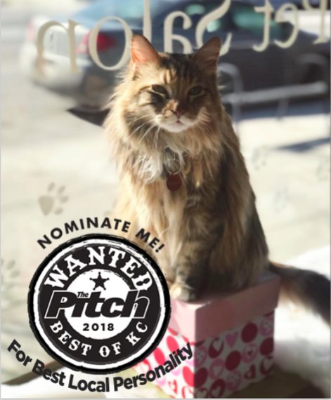 Go ahead and nominate me for the 2018 Pitch, Best Local Personality, I know you want to! I smelled a chance of having some fun competition, so here I am.  pitch.com/bestofkc18#/ga…

#SnarkiestCat #catbattle #BrooksideBarkery #OurPitch #BestofKC