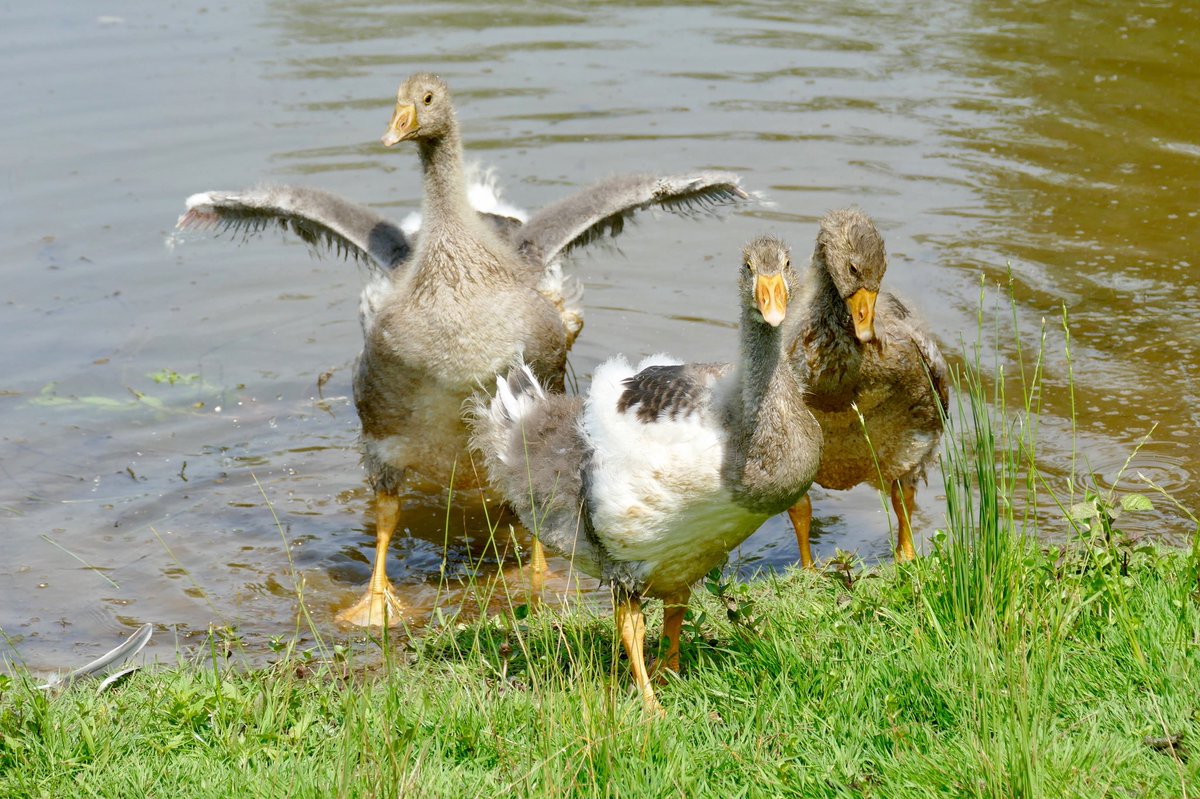 Junge Graugänse am Teich

#gans #goose #graugans