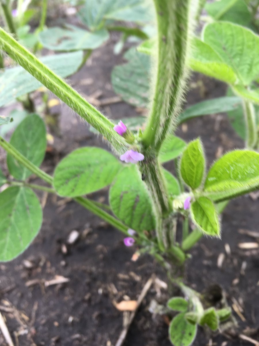 Lee_Briese's tweet photo. Finally seeing some flowering. 😁 #scouting18 https://t.co/yvcfaf5a03