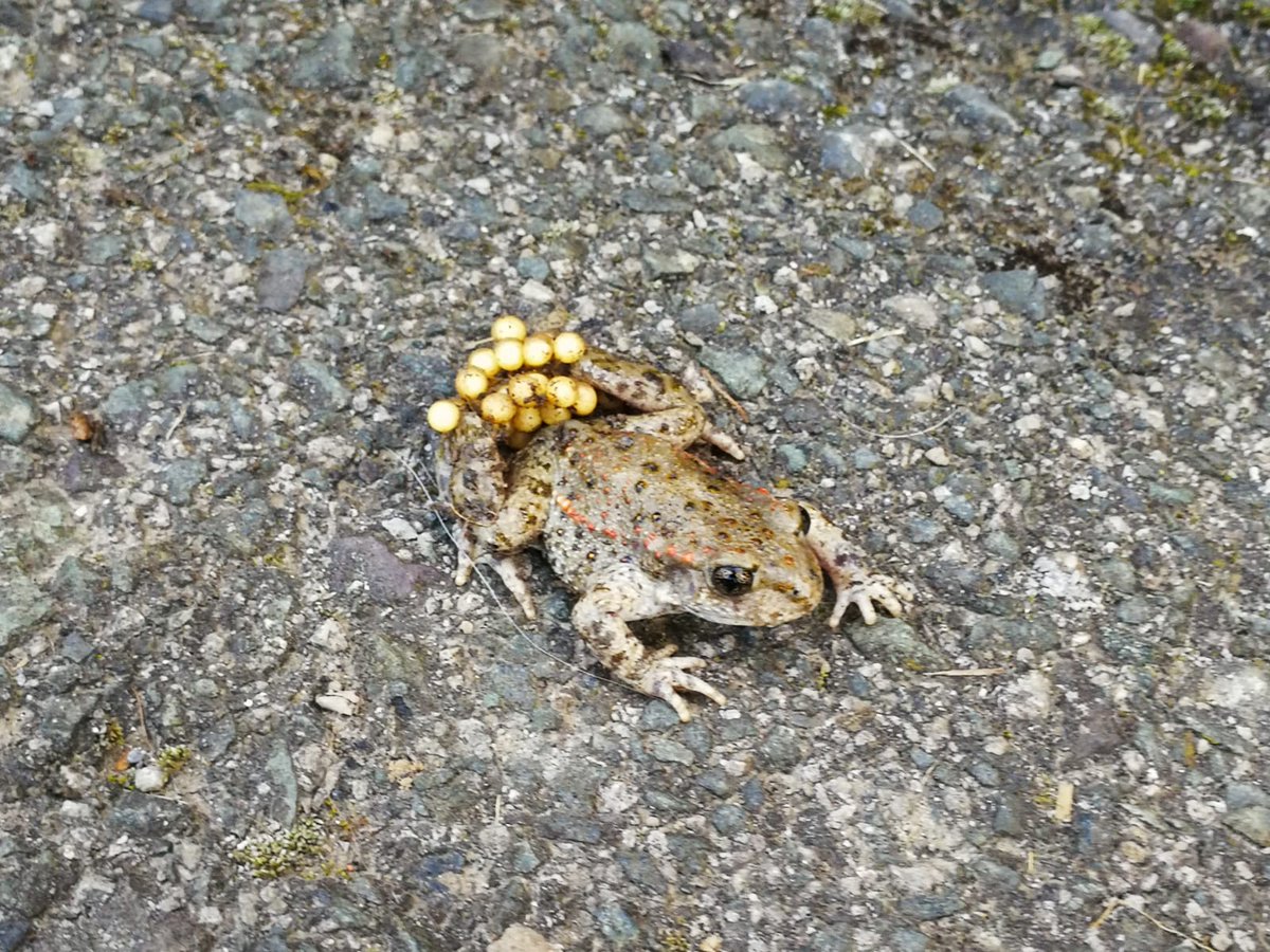 Basozainak_Gipu's tweet photo. #TxantxikuArrunta _ren #ugalketa garaian topatu gaitezke horrelako ar batekin.🐸 #Zapaburuak jaiotzear daudenean, arrautzak #putzu batean utziko ditu. Halakoak ikustean ez molestatu eta utzi bere bideari jarraitzen!!!⚠️#AlytesObstetricans https://t.co/yJ7AuxnGXo
