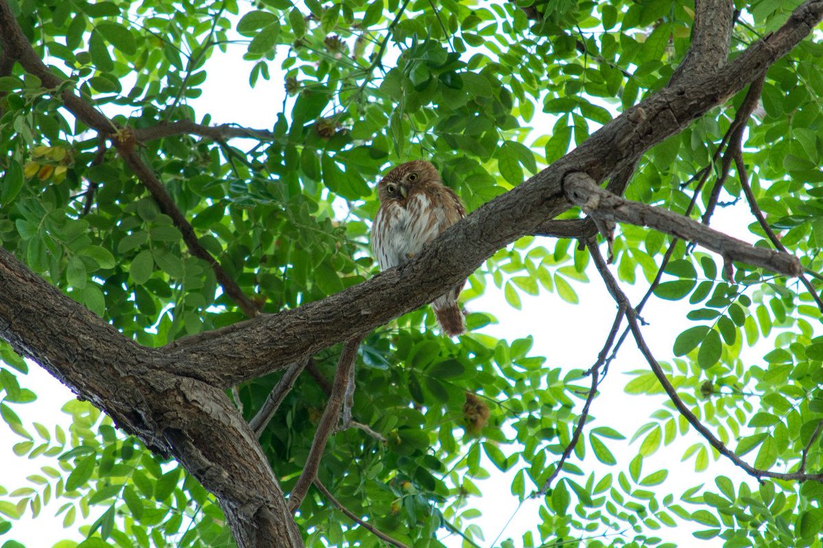 Our property is home to a number of different species. Recent guests were lucky to spot this owl during an early morning Birdwatching Tour. #ranchosantanagoodlife