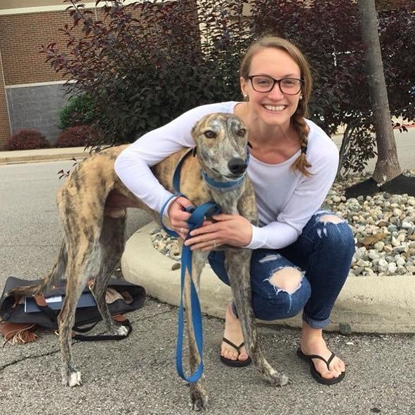 American Greyhound tweet media