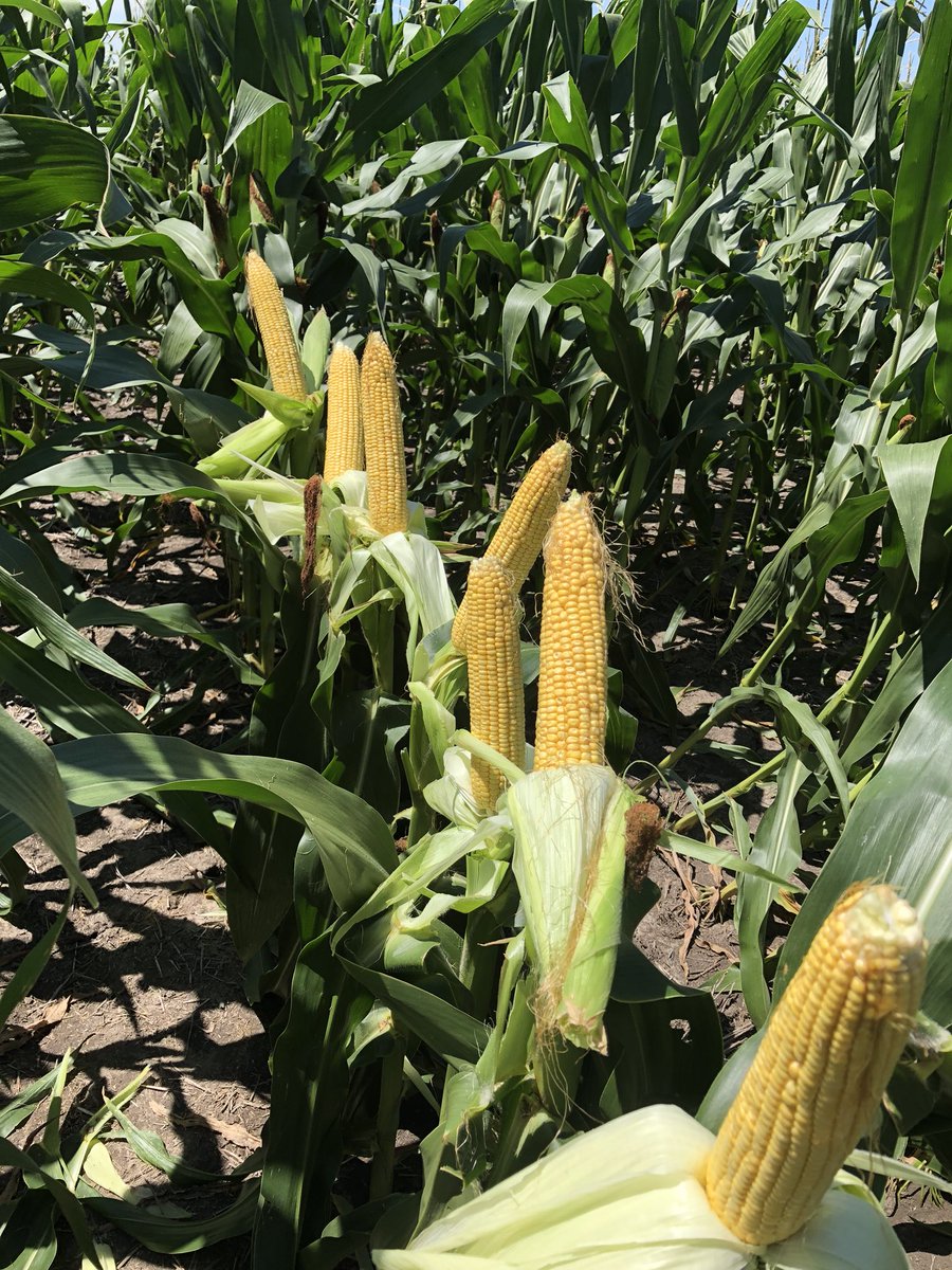 AdamOwens_11's tweet photo. P1366 holding on strong and putting on a show in NE TX! Phenomenal white cob hybrid with great versatility! @PioneerSeeds https://t.co/4trQHAri0O