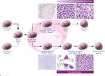 @AndreGoyMD on prognostic Markers in Mantle Cell Lymphoma
ow.ly/Jfgt30kEK9a #MCL #MolecularTesting @JTCancerCenter