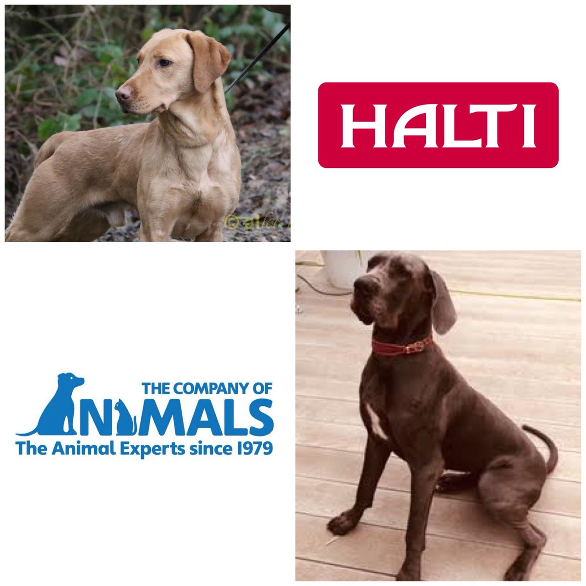 YummyHound's tweet image. We’re happy to announce - Gracie the stunning #GreatDane and Cruz the beautiful #LabradorRetriever will be strutting their paws on an exciting #PetModelling brief for Halti &amp;amp; Company of Animals this week 🐶⭐️📸 #AnimalCastingAgency #UrbanPawsUK #DogModel #AnimalActor #PetModel