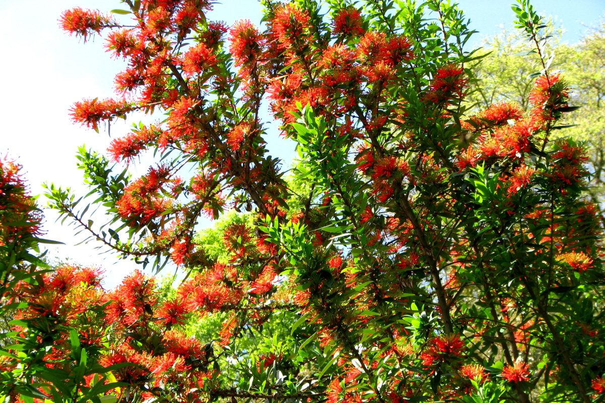 Once seen in full flower, Embothrium lanceolatum - the Chilean Fire Tree - makes a lasting impression. The fiery red flowers are designed to attract pollinating humming birds in its native land. #lookinggood #trebahfever