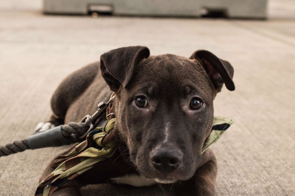 jakehudsonn's tweet photo. Just look at this good boy https://t.co/J597WCBHRW
