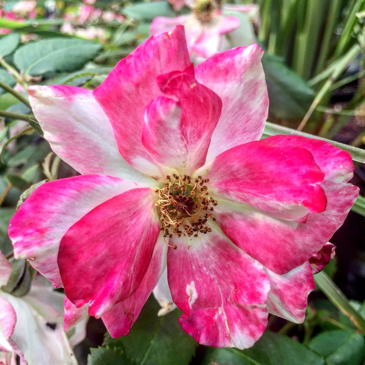 caress a petal with your eyes