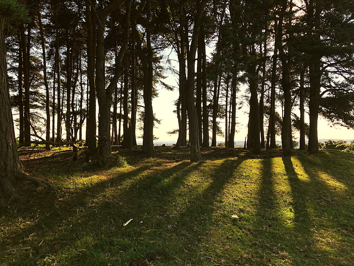 Evening walks and on Ashdown Forest...