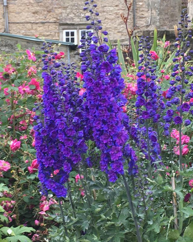 So much colour in the garden tonight with delphiniums joining the party ........
#summergarden #delphiniums #blueflowers #happyplants #opengarden #happygardens ift.tt/2MkzHkK