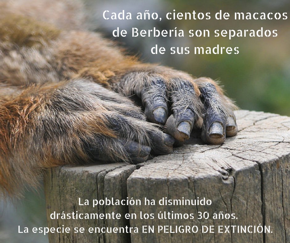 FundacioMona's tweet photo. 📢 ¡AYÚDANOS, AÝUDALES! 
Hagamos que el macaco de Berbería deje de ser el gran olvidado. Comparte esta publicación, difunde su situación. https://t.co/ucPS1FXR35