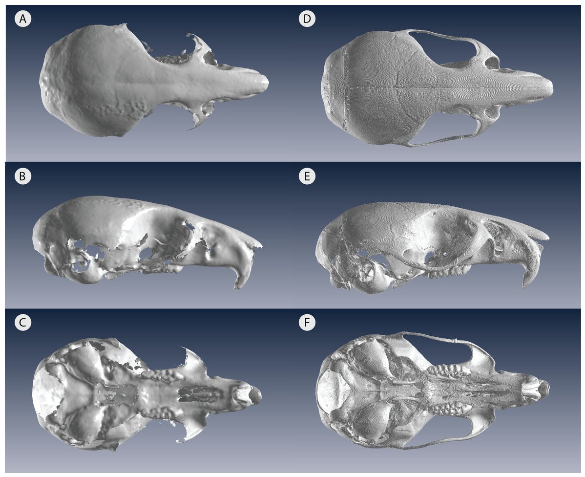 akiopteryx's tweet image. Important #morphometrics paper by @aemarcy and colleagues showing that lower-res 3-D scans (at 80 microns) of small specimens can still generate accurate shape data. Still, observer error was higher with surface scans than µCT scans.
peerj.com/articles/5032/