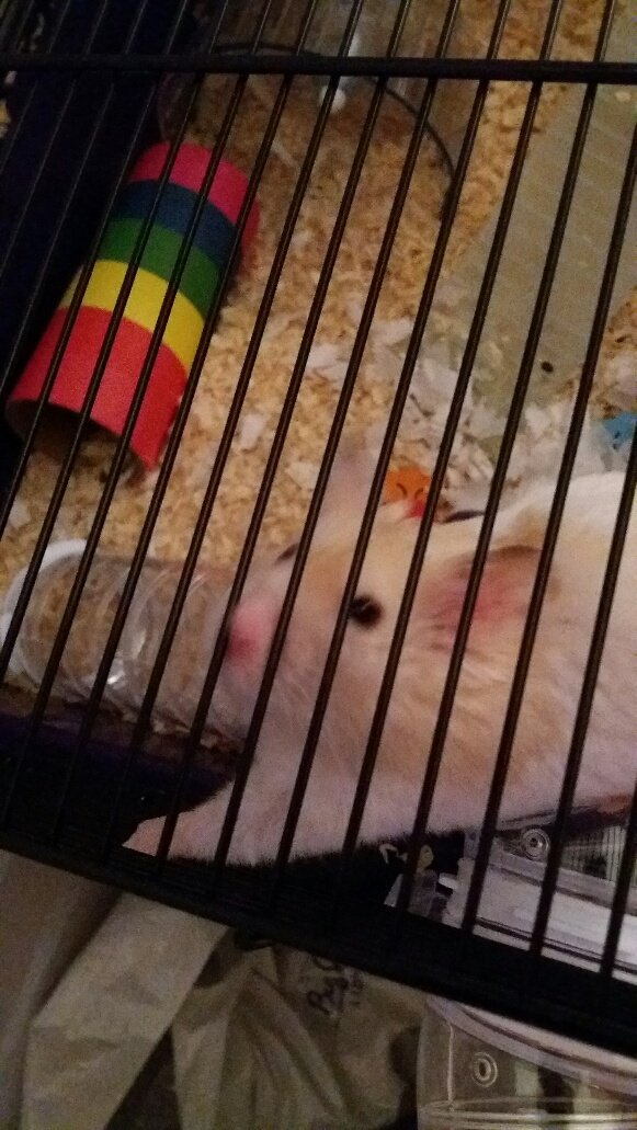 BrightLeafRec's tweet image. There's a new addition to the Bright Leaf family.  Steph and her family have adopted Cornflake! #Cornflake #Hamster #Adoption #NewFamily @BrightLeafRec