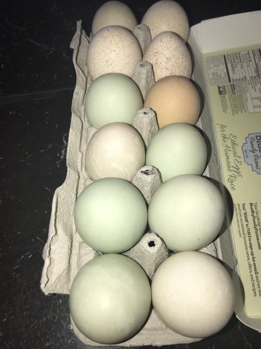 BareDPT's tweet image. Baby Turkeys thehighplainshomesteaders.com/2018/06/25/bab…