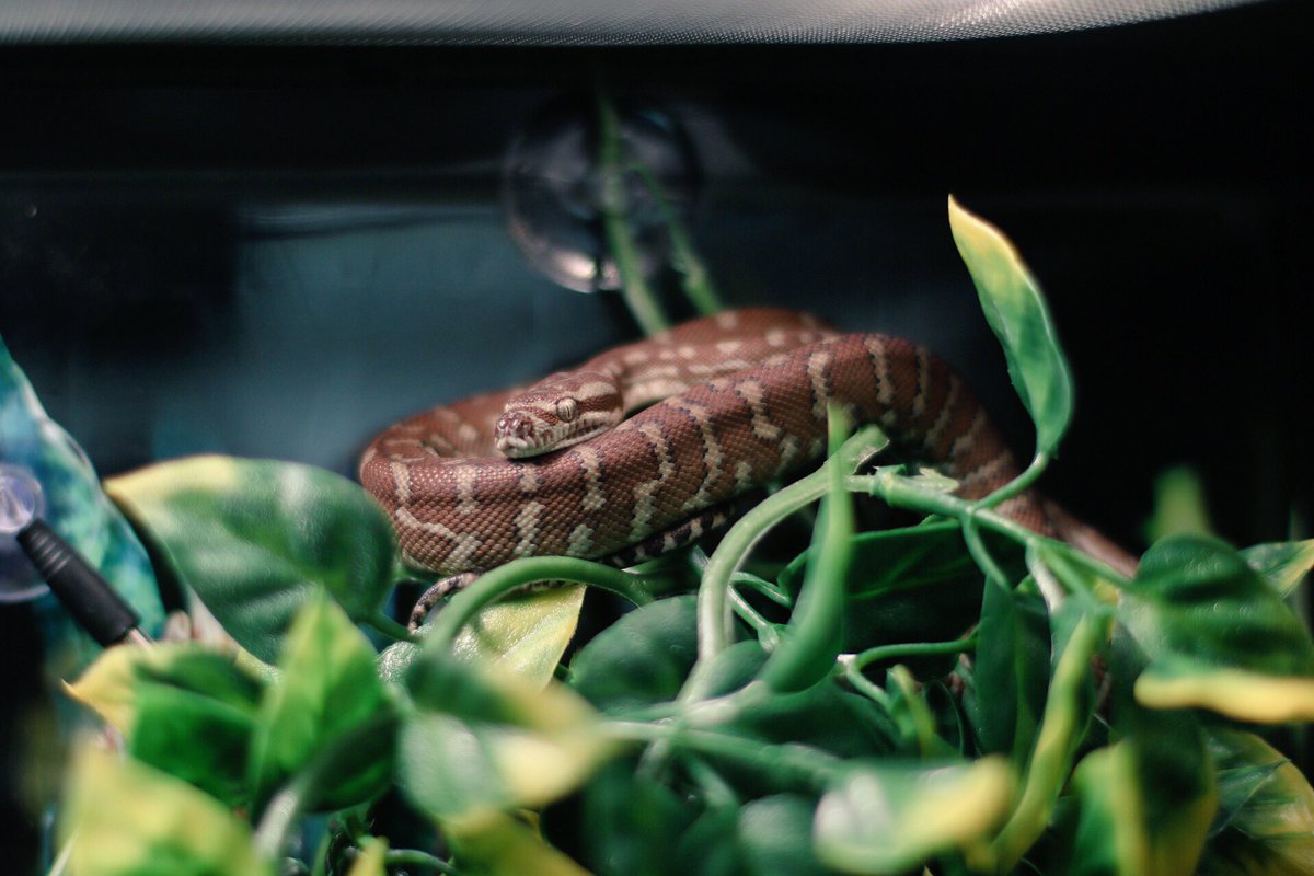 eazy_choice's tweet photo. #MeetSailorMoon 🌒
#CentralianCarpetPython🐍
#NewRollie✨✌🏾👍🏾 https://t.co/EbrW26lqaZ