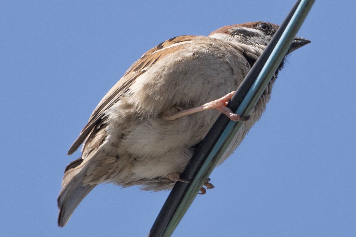Biggate4444 در توییتر スズメさんの可愛いお尻 スズメ すずめ 雀 スズメ観測 ちゅん活 鳥 野鳥 ふぉと 写真好きな人と繋がりたい 写真撮ってる人と繋がりたい 東京カメラ部 Pentax