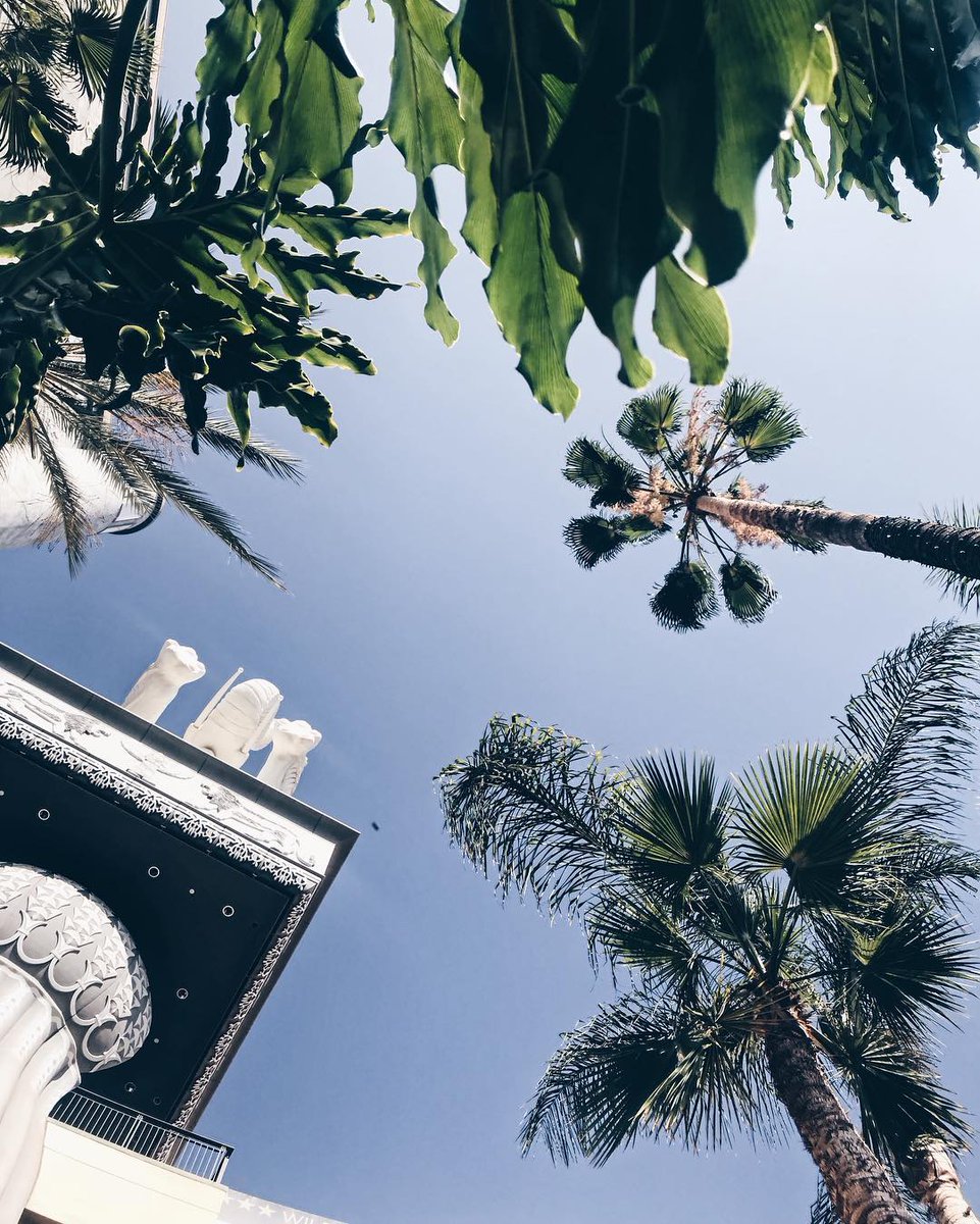 We love relaxing in the shade. 🌴☀️ 📸: IG @ pixxbye