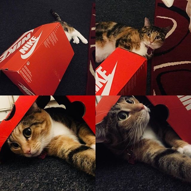 my cat loves my shoes