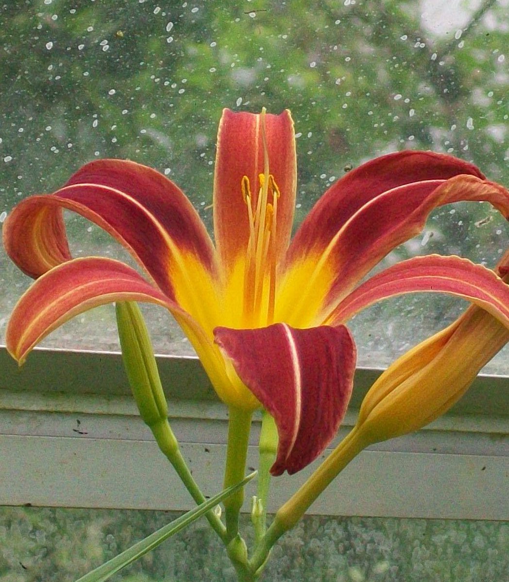 Ali_Cat63's tweet photo. 3 more of my day lily seedlings flowering for the first time #gardenshour #dayily #hemerocallis #seedgrown https://t.co/O07AMr1SJ1