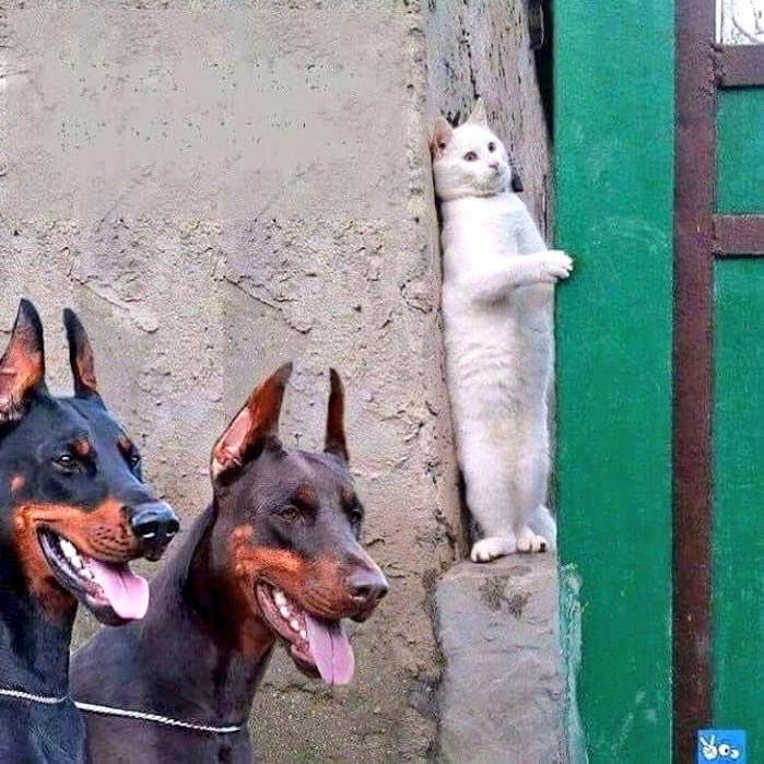 BrianHTweed's tweet image. #BorisJohnson Today. #thirdrunway