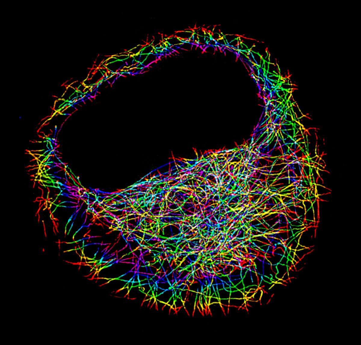 Dylan Burnette tweet media