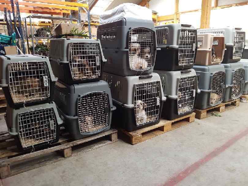 Loovenelle's tweet photo. Boycott @Jardiland !!!
*** À FAIRE CIRCULER ***
Des marchandises! Voilà comment #Jardiland  traite les animaux! Ce sont des clients alertés par les gémissement qui sont allés voir au niveau du stockage!
Sans eau, sans nourriture et sans aucune attention! 
https://t.co/0bhNQK2pPX https://t.co/AbfFGBaLLD