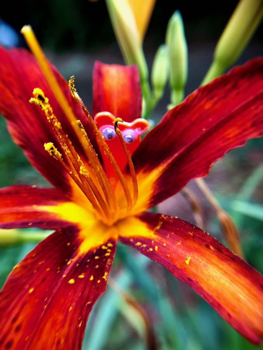 Shoe Bear®️ with lilly. Castalia Avenue. Athens, Georgia. #Lilly #Red #Bloom #Pollen #Pollenate #Bees #SaveTheBees #Plant #Grow #Water #Sew #Sunshine #Feed #keepTheEarthClean #KeepItClean #Recycle #Plastic #Upcycled