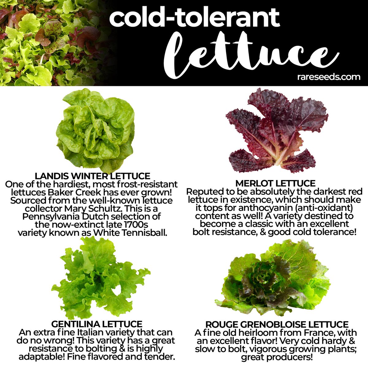 rareseeds's tweet image. Here are a few #coldresistant #lettuce varieties that are sure to stand up to tough temps!