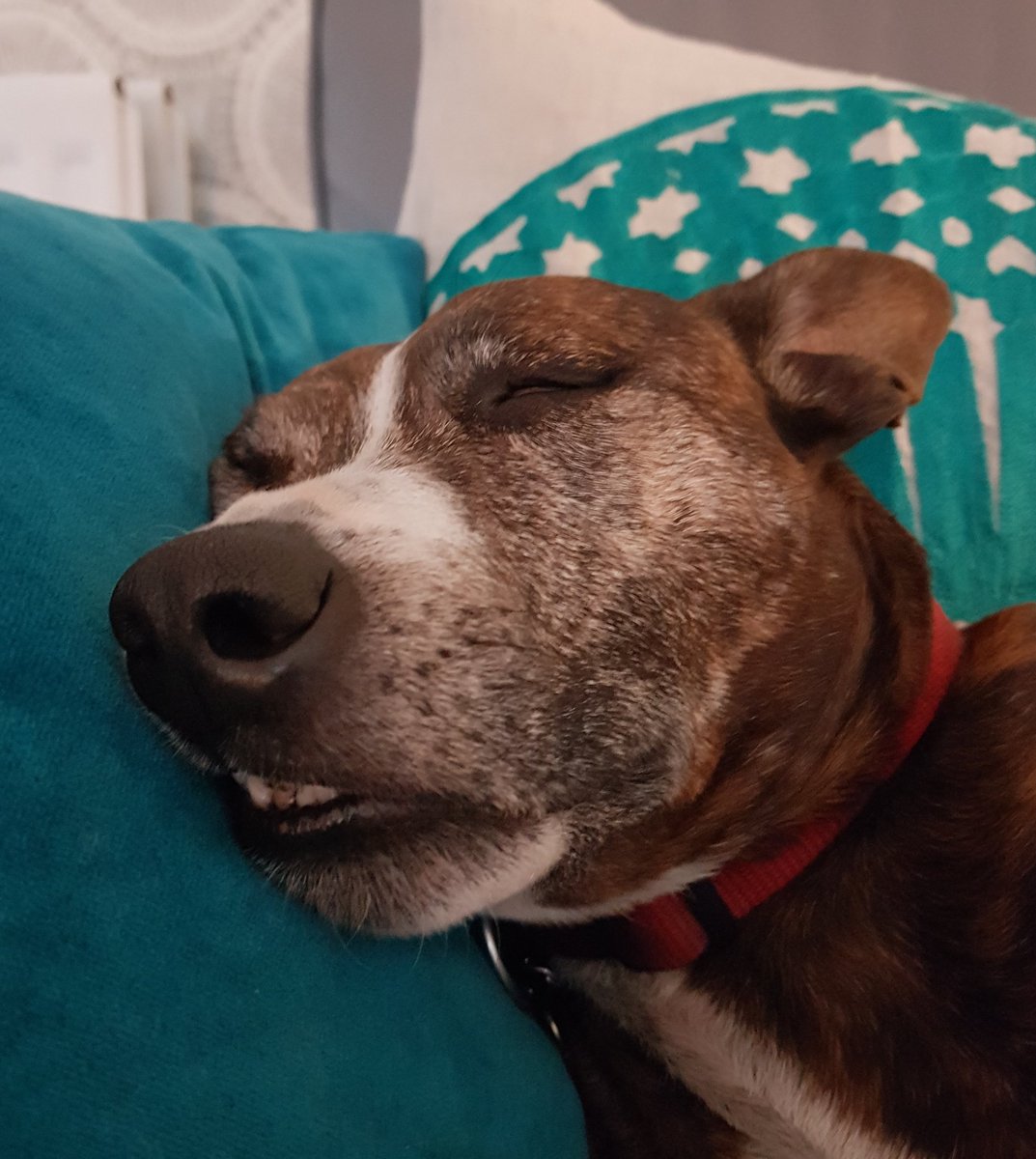 Elvis impression  'I ain't nothing but a hound dog' 🎶 #lipcurl #teefs #Staffies #SofterThanYouThink