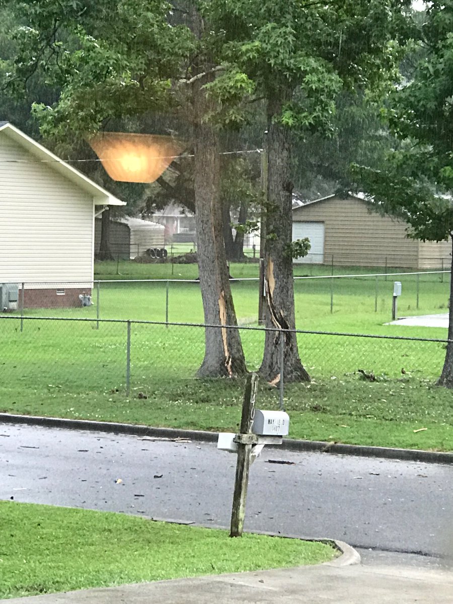 fallon_webb's tweet photo. @spann lightening strikes trees in yard. https://t.co/83QabQx2Qp