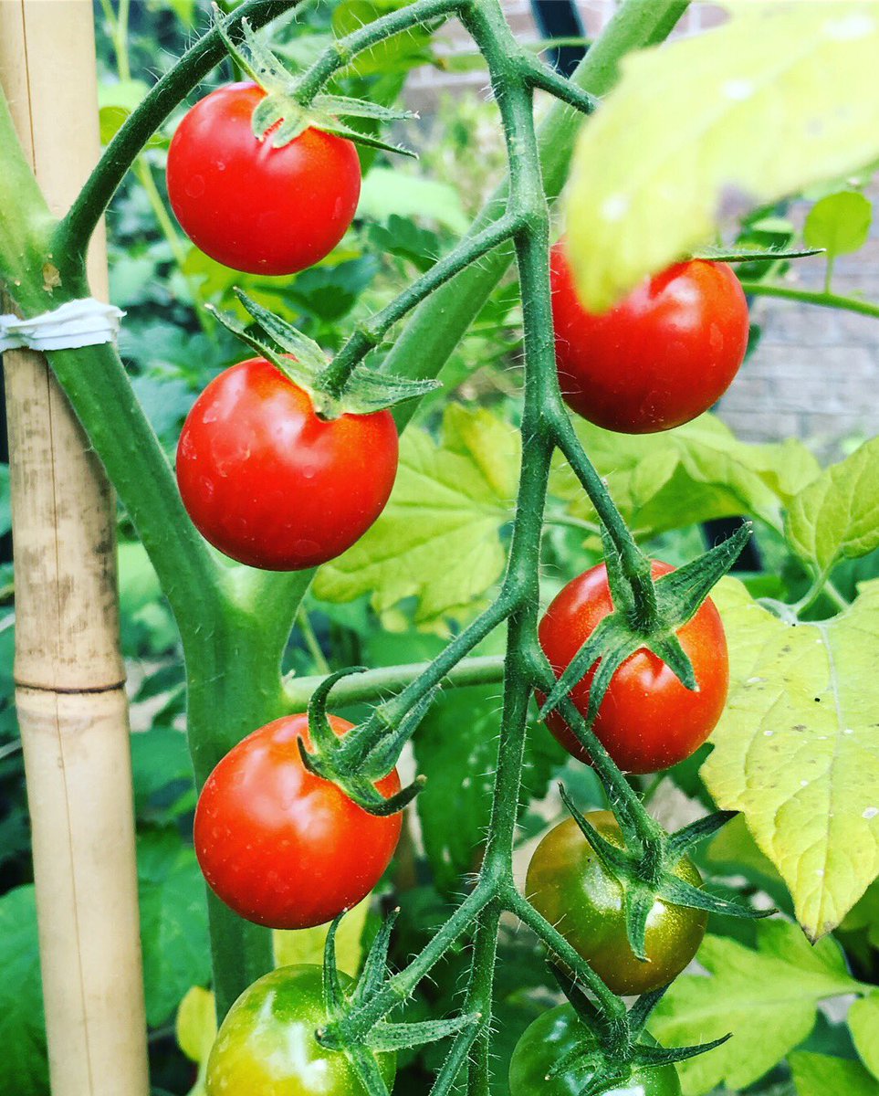 Welke #tomaten #teler in mijn netwerk kan mij vertellen wat het perfecte moment is om te #oogsten #Homegrown #tomaten #uiteigenkas #debovenstezijnrood #maardeonderstezijnnoggroen