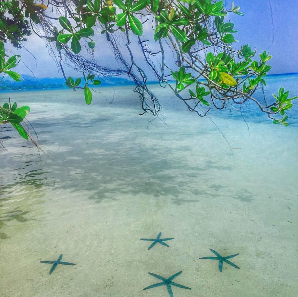 RatuaIsland's tweet photo. Constellation or school?
#iLoveRatua #BeachfrontVillas #ColorfulMarineLife #RichMarineLife #VanuatuIslands #EspirituSanto #WakeUpInVanuatu #WakeUpInRatua #DiscoverVanuatu https://t.co/L2YlRNHbgk