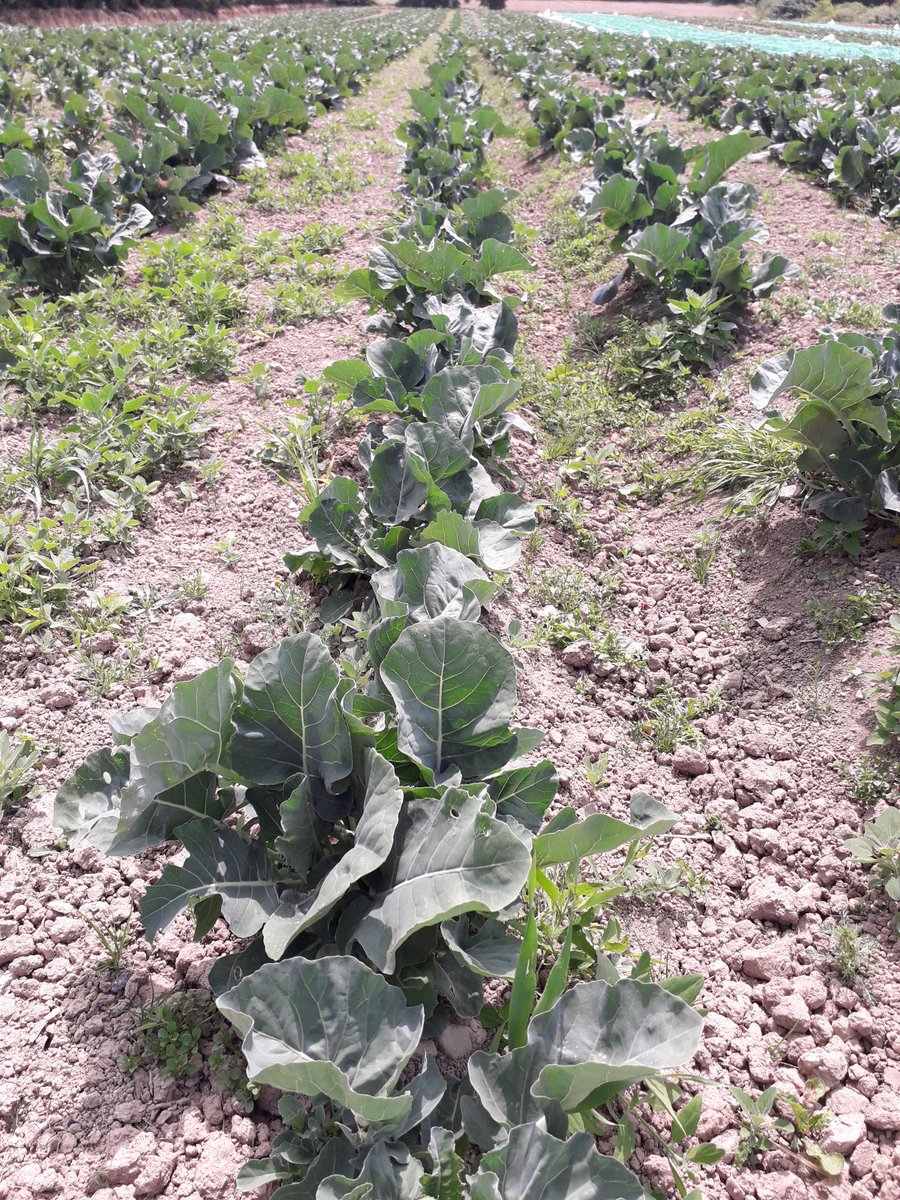 The good news is #LongStemBroccoli season will be kicking in from Wednesday. This dream of ours is becomming a reality. Each and every box ordered from <a href="/Laroussefoods/">La Rousse Foods</a> is keeping us going. 💚 Its over to you..Plz spread the twitter magic for me.