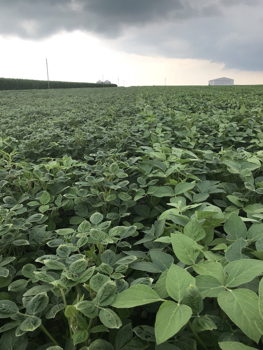 keysseedguy's tweet photo. Farmer had RR2 in planter and dumped Xtend on top of them.  Treated the field as if it were all RR2. Neighboring corn fields have not had a growth regulator applied.  Met with retailer- no chance of contamination. https://t.co/doaeX6KBtn