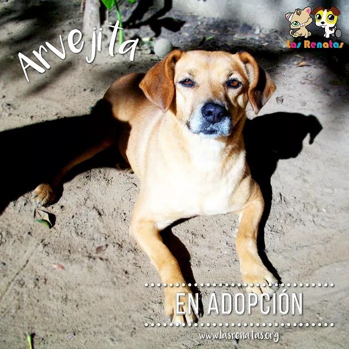 lasrenatasok's tweet photo. Nombre: ARVEJITA
Sexo: hembra
Edad: 5 años
Tamaño: chico
Para adoptarla pueden contactarse por whatsapp al 15-3398-4770, 15-6566-1283 o 15-5425-2409 sino enviar un correo a: adopciones.lasrenatas@gmail.com https://t.co/IRinzxTBFL