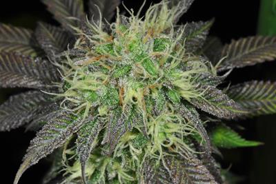 mypotguide's tweet image. The Top 10 High-CBD, Low-THC Cannabis Strains 🙌bit.ly/HighCBDLowTHC #CBD #lowTHC