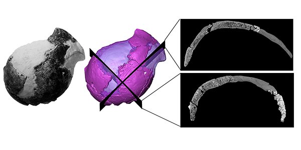TechSciReport's tweet image. Four-million-year-old hominins show similarities to us
#science  #Anthropology 
wits.ac.za/news/latest-ne…